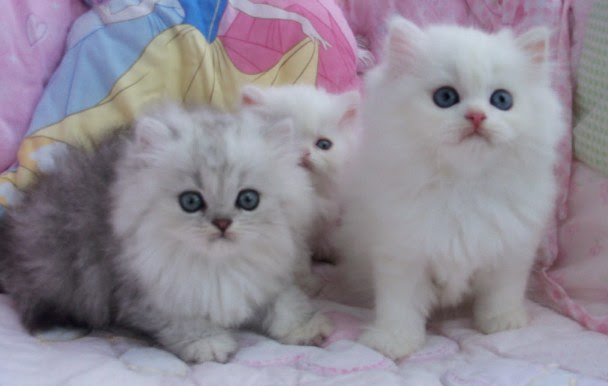 Daftar Harga Kucing Persia dan Anggora  lawixian