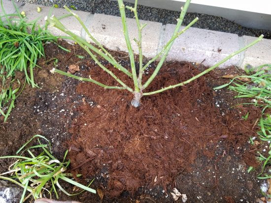 バラ苗の育て方 地植えのバラ苗植え方手順とポイント