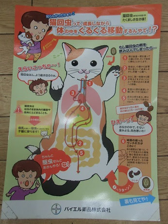 猫回虫 川崎市多摩区 オダガワ動物病院