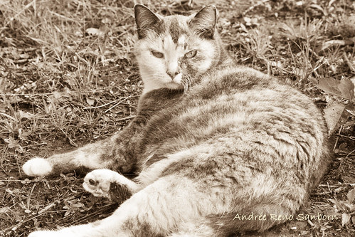 Sepia Possum-1.jpg