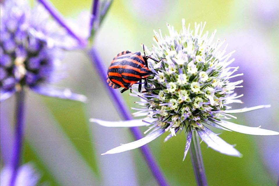 如何种植和照顾洋海冬青的花 花语大全