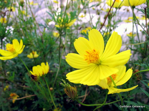 costales-nature-farms-majayjay-laguna.jpg