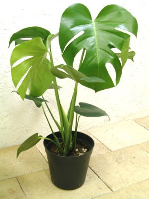 観葉植物はモンステラが良い どんな種類がある 正しい育て方は