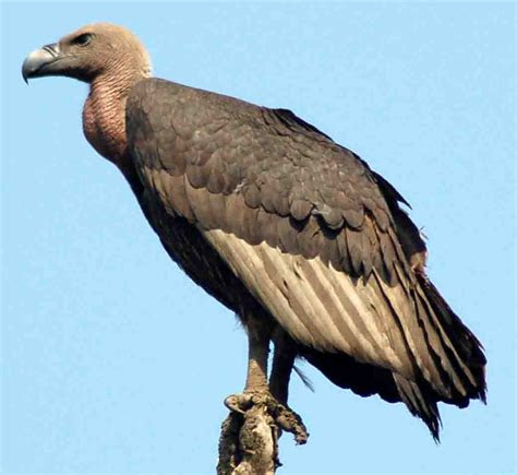 vulture animal wildlife