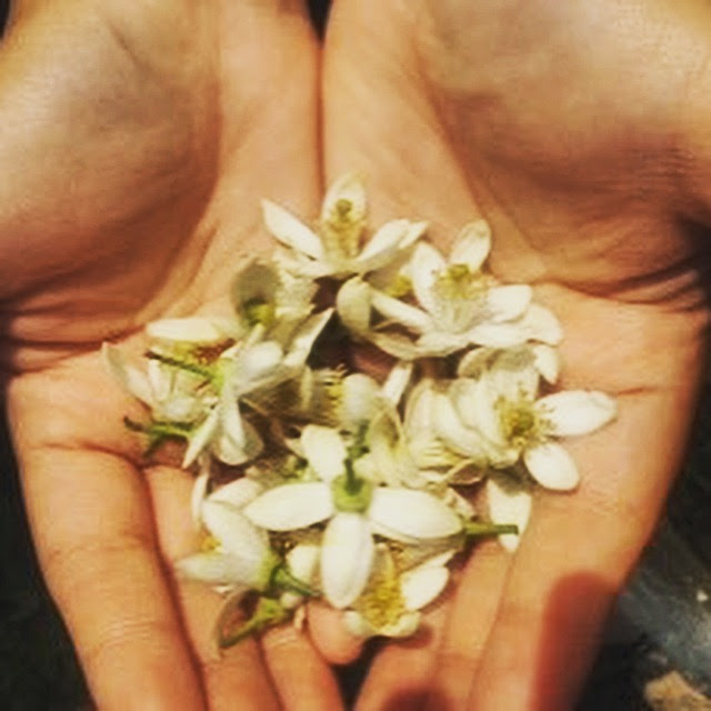 ネロリ花摘み体験 Aroma Href