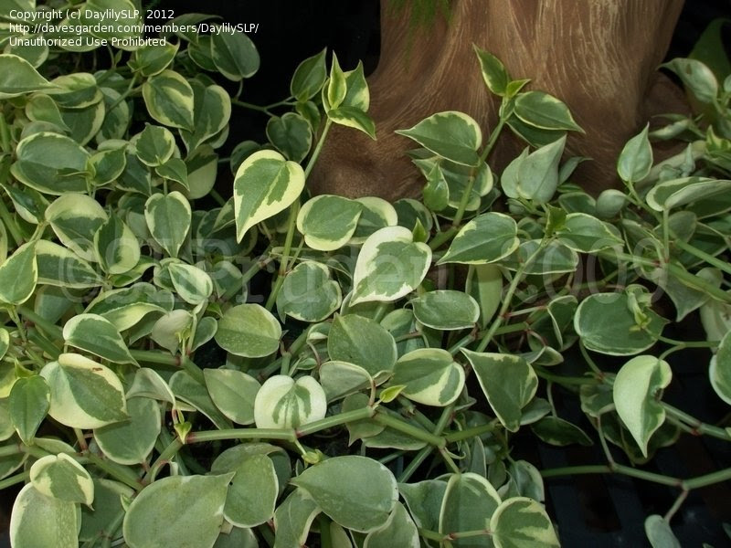 Peperomia scandens variegata  Suculentas