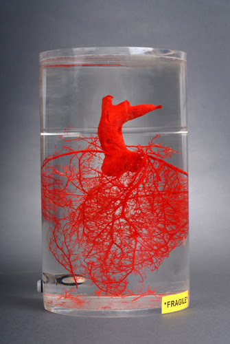 circulation of the heart circulation of heart. circulation of the heart