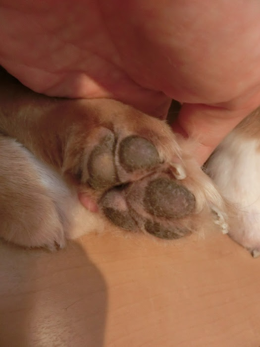 しっぽのオアシス 保護犬の預かり日記 バリカンは くすぐったいなぁ