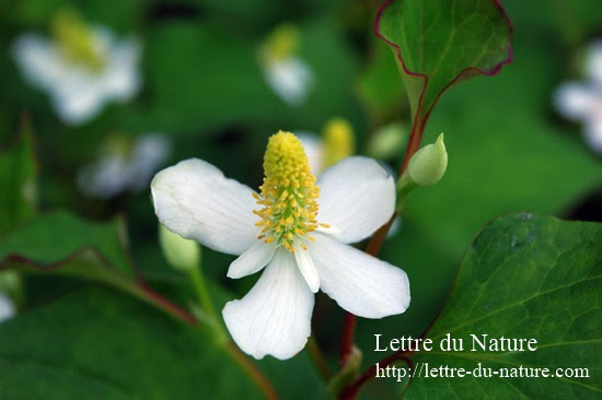 どくだみ茶の作り方と飲み方 採取する時期や乾燥のコツと飲む量は Lettre Du Nature