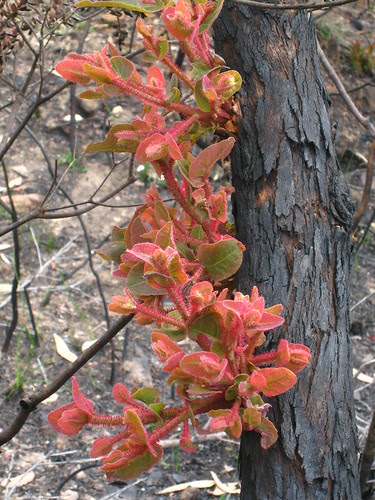 Dwarf apple (Angophora hispida) 31-10-2007 IMG_5392