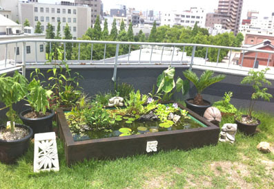 簡単 ビオトープとメダカたち のページ