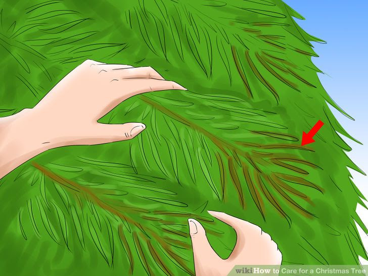 Care for a Christmas Tree Step 2.jpg
