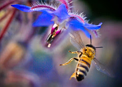 Bee flight to star flower