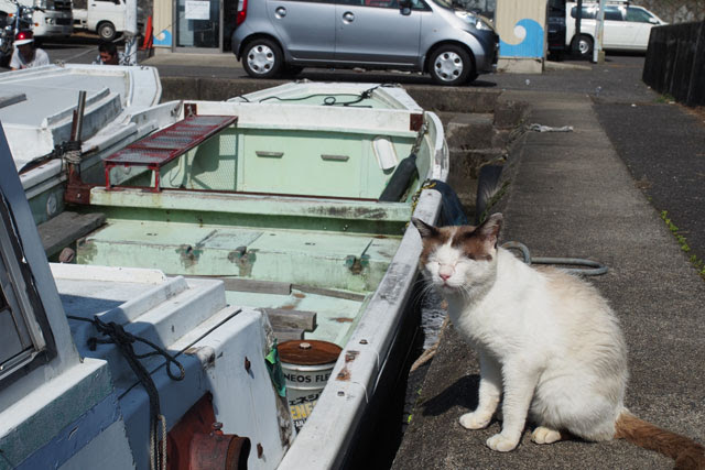 笑っているように見える猫に会いたくて