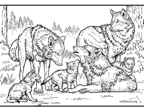  pack archives wolf haven international