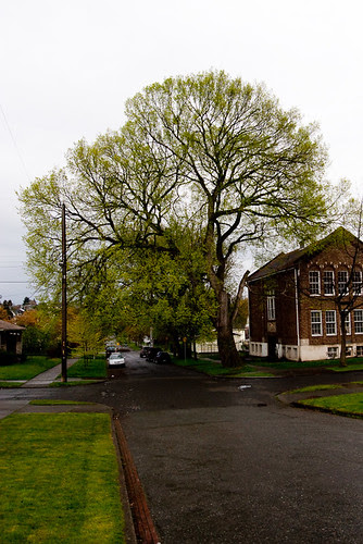 City Tree