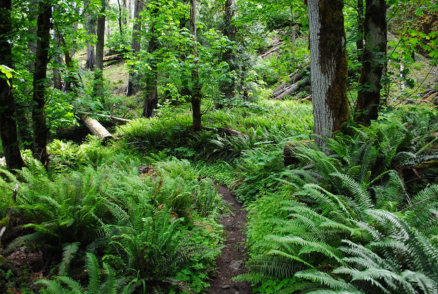 Clackamas River Trail