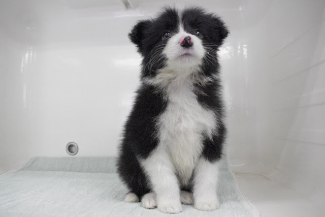 ボーダーコリーの子犬販売 子犬ブリーダー わんわんセンター 愛知県最大級