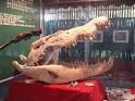 paren's borneo.com: Crocodile attacks in Sarawak....Does Bujang ...