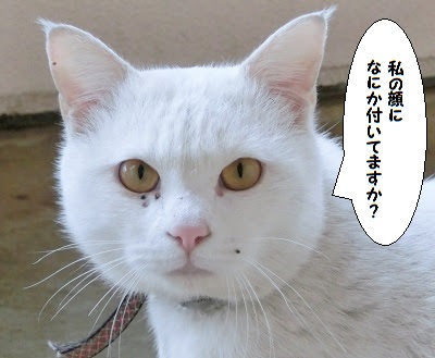 野良猫の顔にマダニ: 月に雲影 花に風巻
