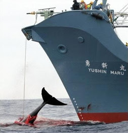 Whaling And Over Fishing Antarctica Uncovered