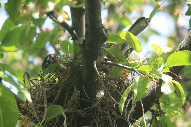 Nest Building