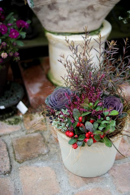 冬が来るぞ O 元気で活きの良い植物専門店エコマルシェオニヅカのブログ