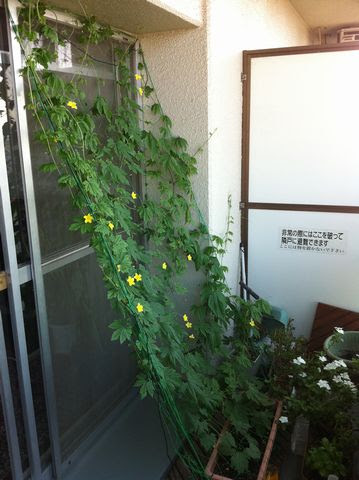 ゴーヤ栽培日誌 土曜日の本