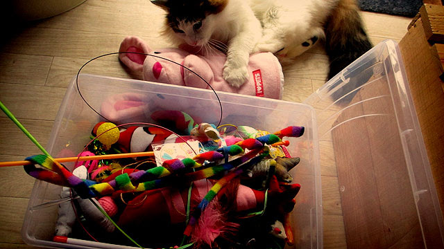 ペットボトルのキャップで猫のおもちゃを手作り Diy引き篭り部