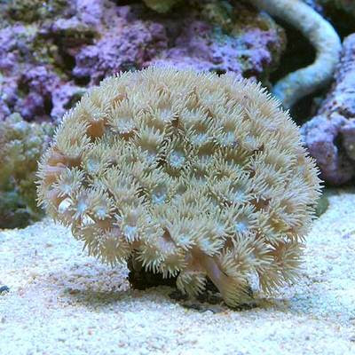 スリバチサンゴの飼育方法 餌 水流 水質 光 毒 通販 マリンアクアリウム総合情報サイト