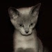 tonkinese cat