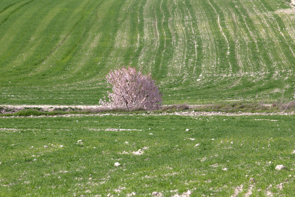 almendros en los campos de Valdemoro