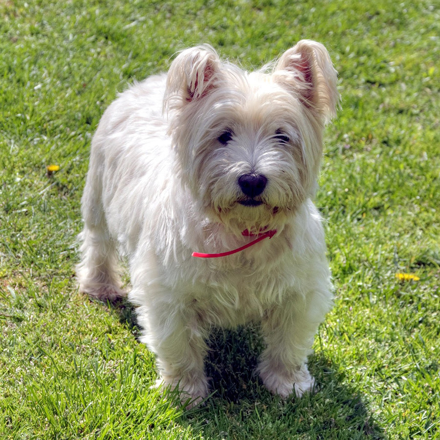 体型と純白の被毛が魅力 ウェスト ハイランド ホワイトテリア 犬の総合情報サイト ペットスマイルニュースforワンちゃん