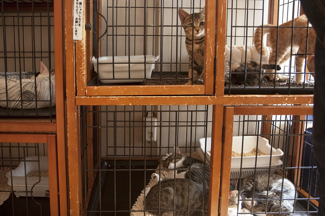 neka cats sm