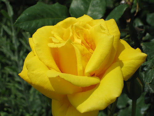 Yellow Rose in Botanical Garden.