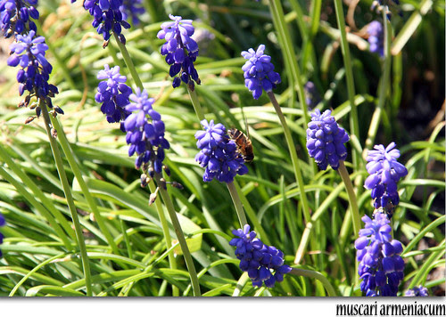 muscari armeniacum