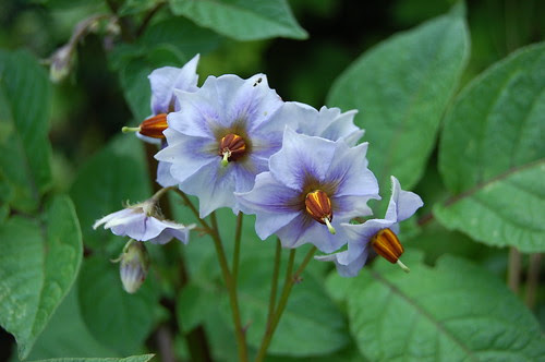 Salad Blue potato flowers