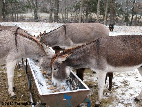 White Christmas Donkeys 2 - Farmgirl Fare
