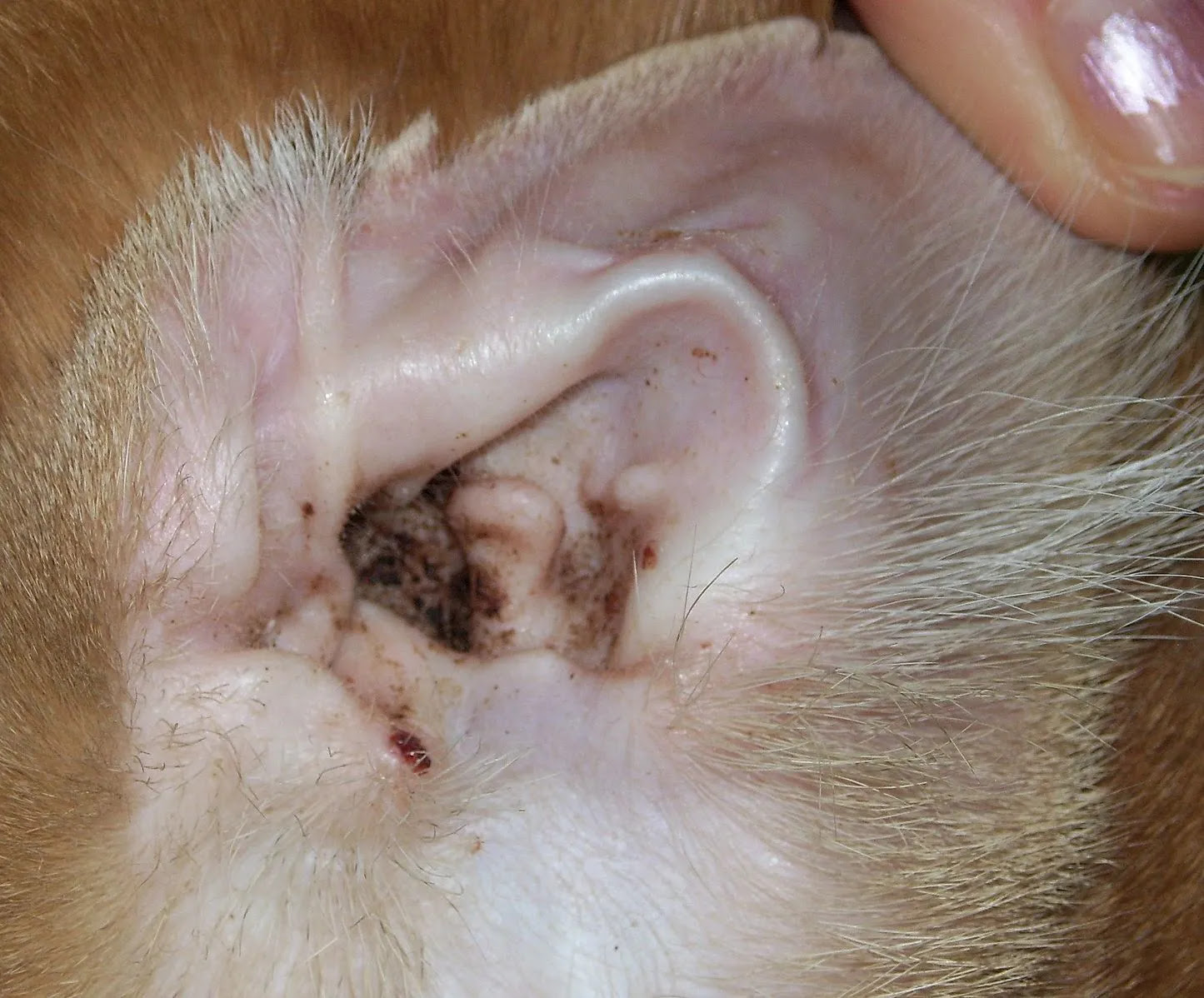 Bio-Groom Ear Mite Treatment 1oz | eBay