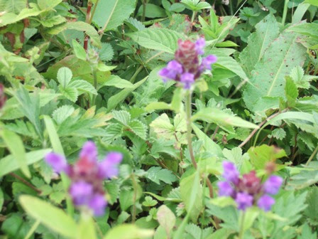 伊吹山の花たち２ 帯屋捨松の日々