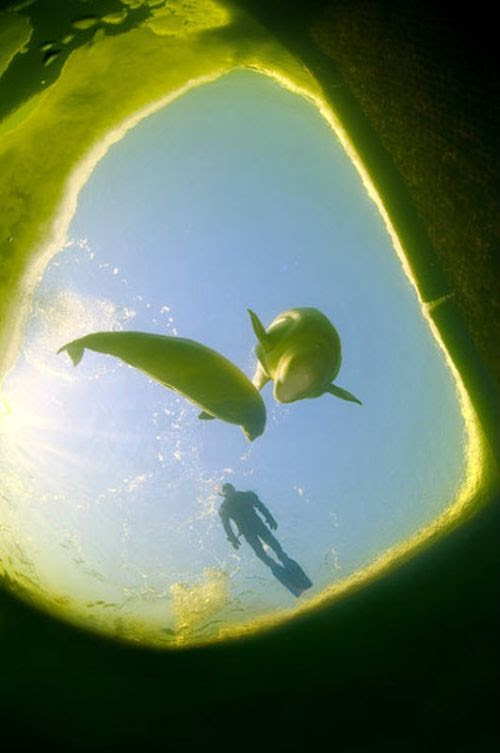 Swimming With Belugas (15 pics)