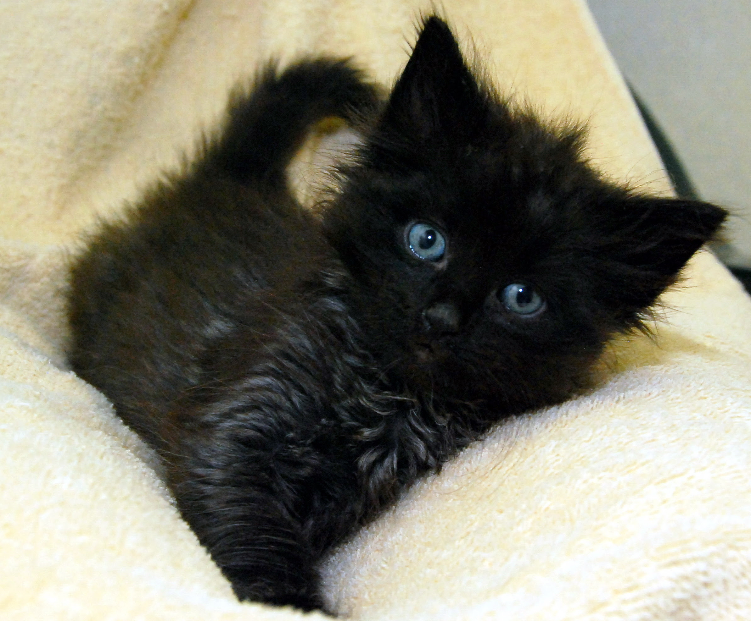 フリー画像 動物写真 哺乳類 ネコ科 猫 ネコ 子猫 黒猫 画像素材なら 無料 フリー写真素材のフリーフォト