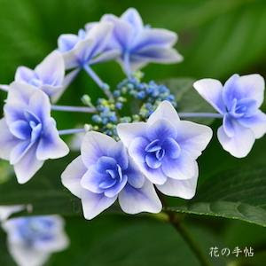 アジサイ コンペイトウ 紫陽花 こんぺいとう Hydrangea Konpeitou 300品種のあじさいを図鑑形式で紹介する花の手帖のデジタル写真集 紫陽花図鑑