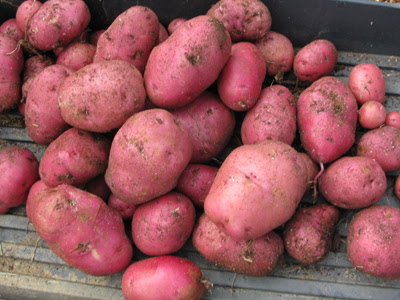 Potatoes2