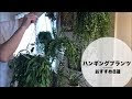 画像をダウンロード ハンギング 植物 おすすめ 419830-ハンギング 植物 おすすめ