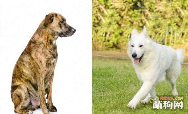 您选择的爱犬种类透露出您的个性 咕噜躁躁的阿爸 萌狗网