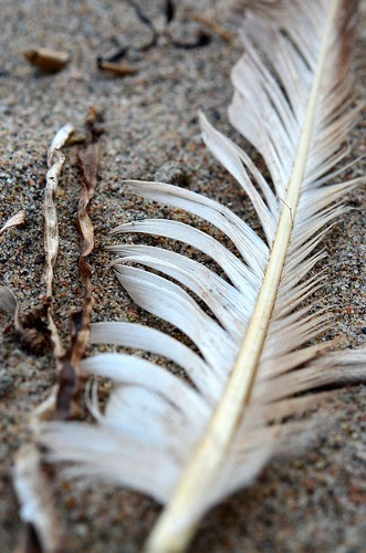 dirty feather_019