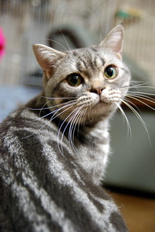 アメリカンショートヘアーキャッテリー 里親募集 American Shorthair Kittens