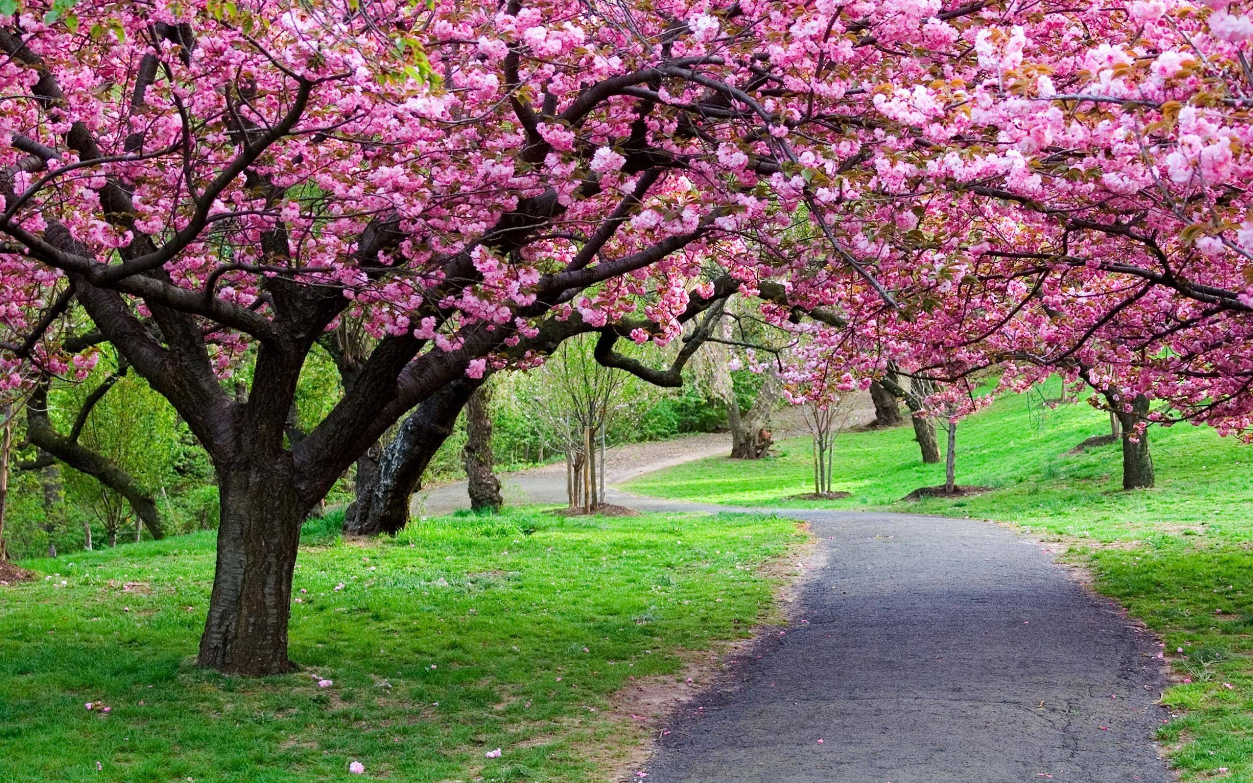 Sakura Flower Wallpapers Wallpaper Cave Sakura Flower Wallpapers Wallpaper Cave