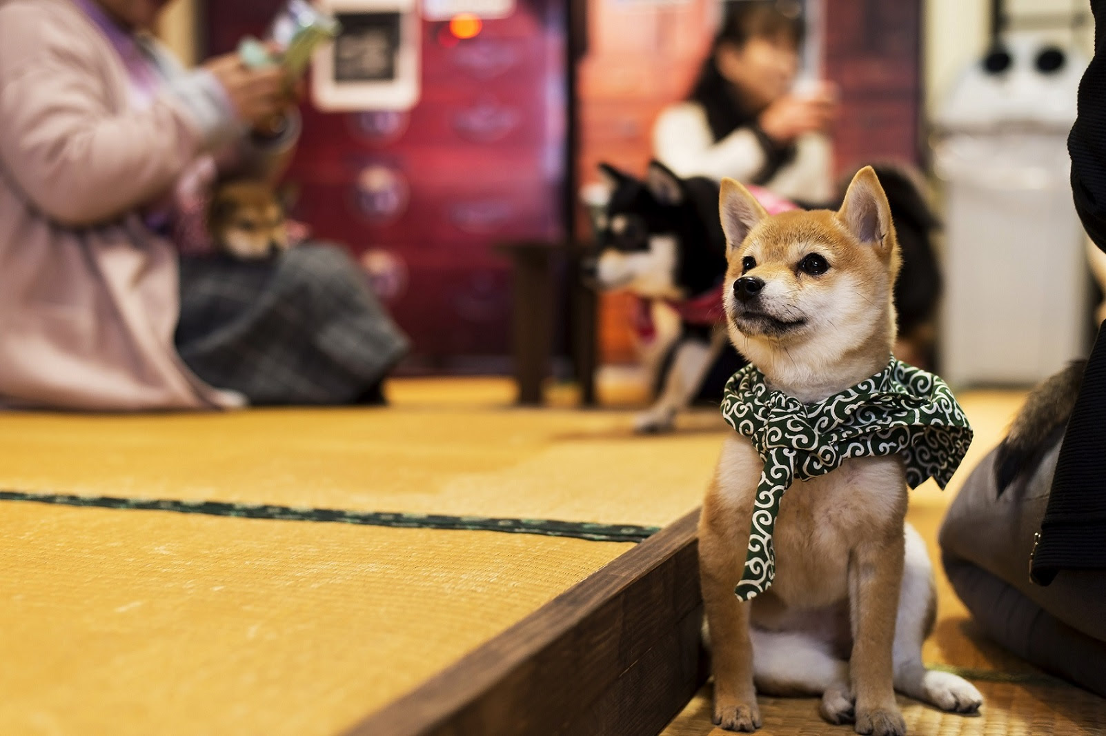 豆柴カフェ大阪店 遊ぶ 道頓堀商店会